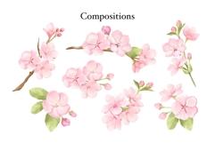 Watercolor Cherry Blossom Clipart Product Image 2