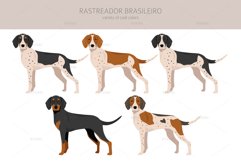 Rastreador Brasileiro clipart Product Image 3