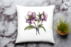 Hellebore Watercolor Floral Illustration Clipart PNG Product Image 3