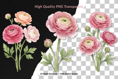 15 Bundle Watercolor Ranunculus Flower Blossom Botanical Product Image 2