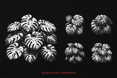 10 Bundle Dark Art Monstera Plant Leaf Aesthetic Decor Product Image 3