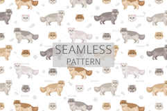 Chinchilla Persian. Extreme type Product Image 6