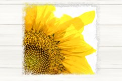 Sunflower Sublimation Design bundle, print with flower, PNG Product Image 2
