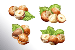 Huzelnuts. Hand drawn watercolor collection Product Image 3