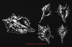 10 Bundle Dark Art Sea Shell Ocean Mollusk Clam Pearl Beach Product Image 3