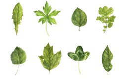 Watercolor Green Leaves Product Image 3