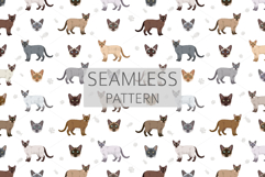 Tonkinese cat clip art Product Image 5