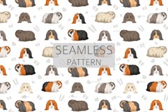 Peruvian Angora Guinea Pig Product Image 5