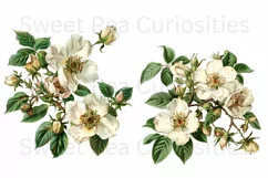 Flowers, Clipart, Ephemera, PNG, Junk journal Product Image 2