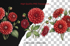 15 Bundle Watercolor Red Dahlias Flower Blossom Bouquet Product Image 2