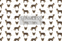 Coydog. Coyote - Domestic dog mix Product Image 6