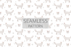 Turkish Angora cat Product Image 6