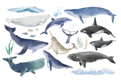 Watercolor Whales Clipart, Nautical Ocean Animals Product Image 2