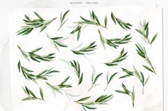 Olive Clipart, Olive Branches Clip Art, Green Leaves Product Image 4