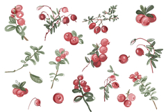 Cranberry Watercolor Clipart Bundle.18 PNG Elements. Product Image 2