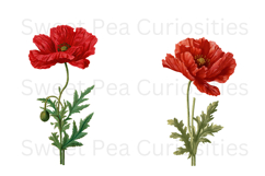 Poppy, flowers, Ephemera, PNG, Clipart Product Image 2