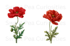 Poppy, flowers, Ephemera, PNG, Clipart Product Image 2