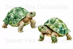 Turtles, Tropical, Ephemera, PNG, watercolor, Clipart Product Image 2
