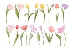 Watercolor Tulips Clipart, Spring Flowers PNG Graphics Product Image 3