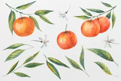 WATERCOLOR mandarin & orange, tangerine, clipart Product Image 2