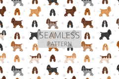 English Cocker Spaniel show-type Product Image 6