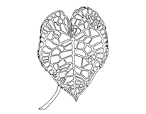 Palm Leaves svg, Botanical png Product Image 7