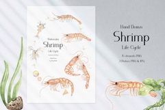 Watercolor Shrimp Life Cycle Set Bundle Product Image 2
