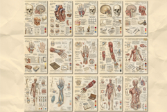 Ephemera Anatomy Junk Journal Pages Product Image 2