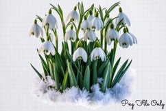 Snowdrops Clipart PNG Product Image 1