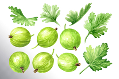 Gooseberry. Watercolor collection Product Image 21