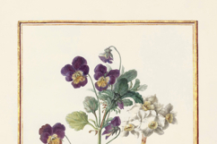 20 Vintage French Botanical Prints Gold Framed Gilded Product Image 4