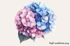 Hydrangea Watercolor Cliparts Bundle PNG Product Image 15