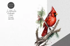 Christmas clipart, Cardinal clipart, Winter clipart Product Image 1