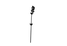 Botanical bundle - svg, png Product Image 23