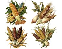 Watercolor Vintage Corn PNG | Corn Clip art Product Image 2