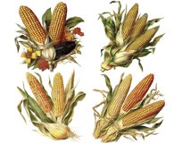 Watercolor Vintage Corn PNG | Corn Clip art Product Image 3
