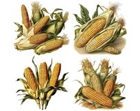 Watercolor Vintage Corn PNG | Corn Clip art Product Image 4