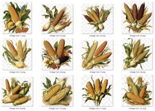 Watercolor Vintage Corn PNG | Corn Clip art Product Image 5