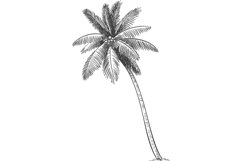 Hand drawn tropical palm tree.Hawaii beach palm tree Product Image 1