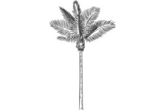 Hand drawn tropical palm tree.Hawaii beach palm tree Product Image 1