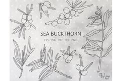 Sea buckthorn Berries SVG &amp; PNG clipart botanical Berries Product Image 1