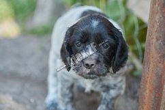 A little puppy of a spaniel Product Image 1