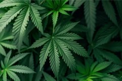Lush cannabis sativa leaves background Product Image 1