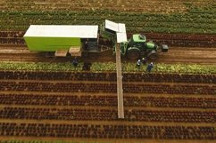 Cabbage harvesting by tractor. Field with rows of salad. Product Image 1