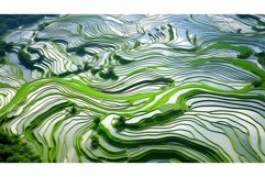 cultivation agriculture rice white Product Image 1