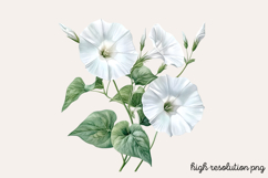 Sweet Pea Flower Watercolor Clipart PNG Product Image 1