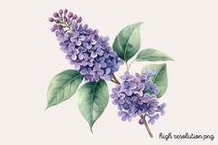 Lilac Flower Watercolor Cliparts PNG Product Image 1