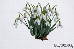 Snowdrops Clipart PNG PNG Product Image 1