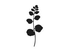 Botanical bundle - svg, png Product Image 24