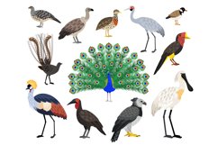 Colored exotic bird set Product Image 1